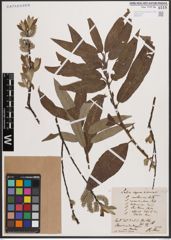 Foto von Salix caprea L. x Salix viminalis L.